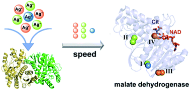 Graphical abstract: Atomic differentiation of silver binding preference in protein targets: Escherichia coli malate dehydrogenase as a paradigm