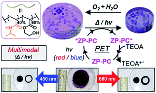 Graphical abstract: Dynamic, multimodal hydrogel actuators using porphyrin-based visible light photoredox catalysis in a thermoresponsive polymer network