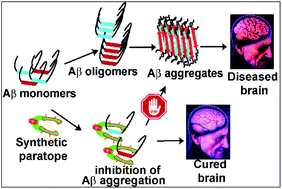 Graphical abstract: An explicitly designed paratope of amyloid-β prevents neuronal apoptosis in vitro and hippocampal damage in rat brain