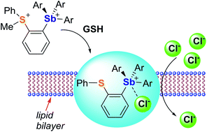 Graphical abstract: Redox-controlled chalcogen and pnictogen bonding: the case of a sulfonium/stibonium dication as a preanionophore for chloride anion transport