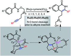 Graphical abstract: Ruthenium-catalyzed cascade C–H activation/annulation of N-alkoxybenzamides: reaction development and mechanistic insight