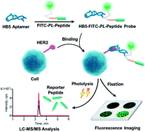 Graphical abstract: A photocleavable peptide-tagged mass probe for chemical mapping of epidermal growth factor receptor 2 (HER2) in human cancer cells