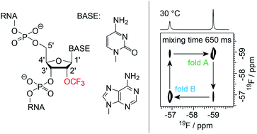 Graphical abstract: 2′-O-Trifluoromethylated RNA – a powerful modification for RNA chemistry and NMR spectroscopy