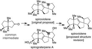 Graphical abstract: Total syntheses of spiroviolene and spirograterpene A: a structural reassignment with biosynthetic implications