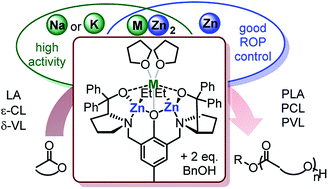 Graphical abstract: Combining alkali metals and zinc to harness heterometallic cooperativity in cyclic ester ring-opening polymerisation