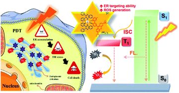 Graphical abstract: Enhancing the ROS generation ability of a rhodamine-decorated iridium(iii) complex by ligand regulation for endoplasmic reticulum-targeted photodynamic therapy