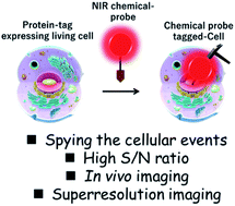 Graphical abstract: Near-infrared fluorescent probes: a next-generation tool for protein-labeling applications