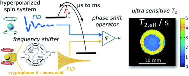 Graphical abstract: Binding site exchange kinetics revealed through efficient spin–spin dephasing of hyperpolarized 129Xe