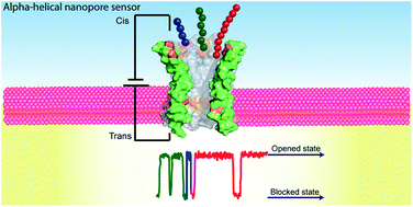 Graphical abstract: Designed alpha-helical barrels for charge-selective peptide translocation