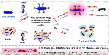 Graphical abstract: A photo-sensitizable phage for multidrug-resistant Acinetobacter baumannii therapy and biofilm ablation
