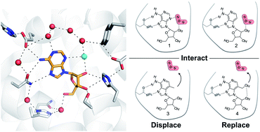 Graphical abstract: Ligand design by targeting a binding site water