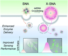 Graphical abstract: A DNA-mediated crosslinking strategy to enhance cellular delivery and sensor performance of protein spherical nucleic acids