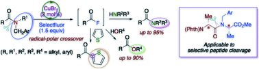 Graphical abstract: Efficient cleavage of tertiary amide bonds via radical–polar crossover using a copper(ii) bromide/Selectfluor hybrid system