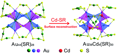 Graphical abstract: Cd-driven surface reconstruction and photodynamics in gold nanoclusters