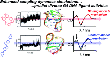 Graphical abstract: Enhanced sampling molecular dynamics simulations correctly predict the diverse activities of a series of stiff-stilbene G-quadruplex DNA ligands