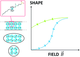 Graphical abstract: Ferro-self-assembly: magnetic and electrochemical adaptation of a multiresponsive zwitterionic metalloamphiphile showing a shape-hysteresis effect