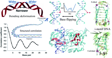 Graphical abstract: A perspective on the molecular simulation of DNA from structural and functional aspects