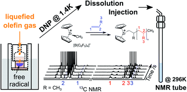 Graphical abstract: Polyolefin catalysis of propene, 1-butene and isobutene monitored using hyperpolarized NMR