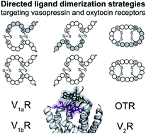 Graphical abstract: Nature-inspired dimerization as a strategy to modulate neuropeptide pharmacology exemplified with vasopressin and oxytocin