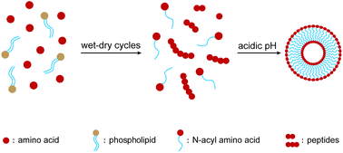 Graphical abstract: Spontaneous emergence of membrane-forming protoamphiphiles from a lipid–amino acid mixture under wet–dry cycles
