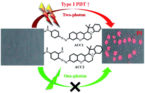 Graphical abstract: An azo dye for photodynamic therapy that is activated selectively by two-photon excitation