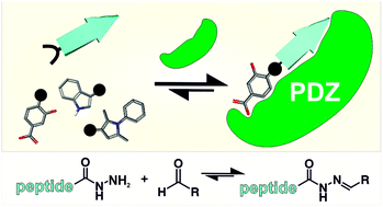 Graphical abstract: Identification of β-strand mediated protein–protein interaction inhibitors using ligand-directed fragment ligation