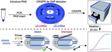 Graphical abstract: Universal and high-fidelity DNA single nucleotide polymorphism detection based on a CRISPR/Cas12a biochip