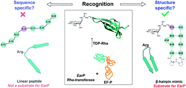 Graphical abstract: A β-hairpin epitope as novel structural requirement for protein arginine rhamnosylation