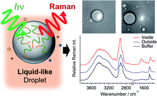 Graphical abstract: Observation of liquid–liquid phase separation of ataxin-3 and quantitative evaluation of its concentration in a single droplet using Raman microscopy