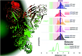 Graphical abstract: Hierarchical dynamics in allostery following ATP hydrolysis monitored by single molecule FRET measurements and MD simulations