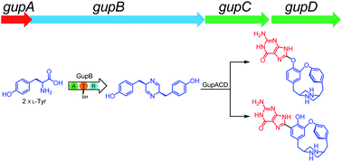Graphical abstract: Discovery and biosynthesis of guanipiperazine from a NRPS-like pathway