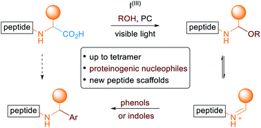 Graphical abstract: Small peptide diversification through photoredox-catalyzed oxidative C-terminal modification