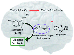 Graphical abstract: Intermediates involved in serotonin oxidation catalyzed by Cu bound Aβ peptides