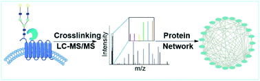 Graphical abstract: Unraveling the surface glycoprotein interaction network by integrating chemical crosslinking with MS-based proteomics