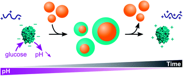 Graphical abstract: Self-programmed enzyme phase separation and multiphase coacervate droplet organization