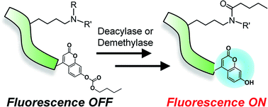 Graphical abstract: Fluorogenic probes for detecting deacylase and demethylase activity towards post-translationally-modified lysine residues