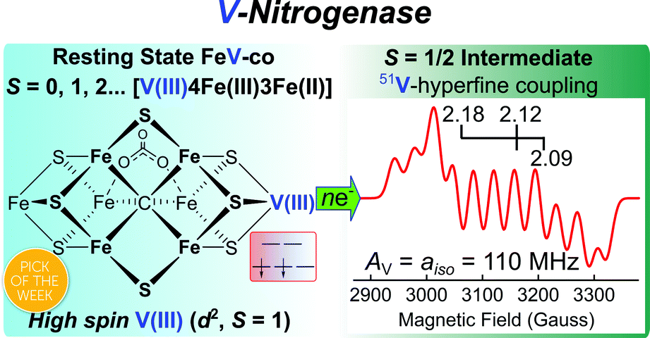 Graphical abstract: The electronic structure of FeV-cofactor in vanadium-dependent nitrogenase
