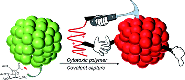 Graphical abstract: Covalent cell surface recruitment of chemotherapeutic polymers enhances selectivity and activity