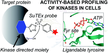 Graphical abstract: Chemoproteomic profiling of kinases in live cells using electrophilic sulfonyl triazole probes