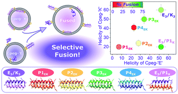 Graphical abstract: Liposome fusion with orthogonal coiled coil peptides as fusogens: the efficacy of roleplaying peptides