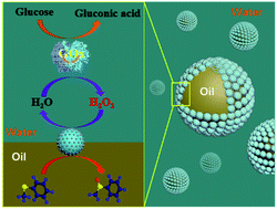 Graphical abstract: Growth of Au nanoparticles on phosphorylated zein protein particles for use as biomimetic catalysts for cascade reactions at the oil–water interface