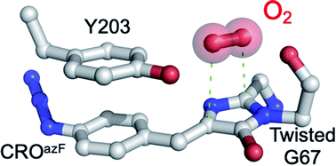 Graphical abstract: Stalling chromophore synthesis of the fluorescent protein Venus reveals the molecular basis of the final oxidation step