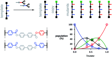 Graphical abstract: Controlled mutation in the replication of synthetic oligomers