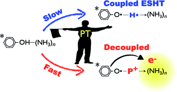 Graphical abstract: Revealing the role of excited state proton transfer (ESPT) in excited state hydrogen transfer (ESHT): systematic study in phenol–(NH3)n clusters