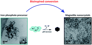 Graphical abstract: Iron phosphate mediated magnetite synthesis: a bioinspired approach