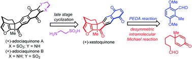 Graphical abstract: Asymmetric total synthesis of (+)-xestoquinone and (+)-adociaquinones A and B