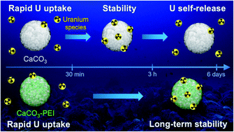 Graphical abstract: Bare and polyelectrolyte-coated calcium carbonate particles for seawater uranium extraction: an eco-friendly alternative