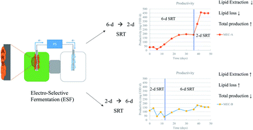 Graphical abstract: Effects of solids retention times on electro-selective fermentation using Scenedesmus acutus biomass