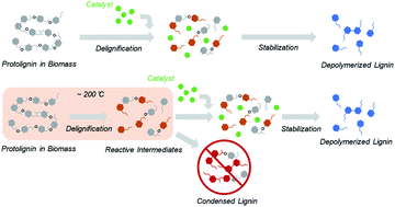 Graphical abstract: Reductive catalytic fractionation of lignocellulose: when should the catalyst meet depolymerized lignin fragments?