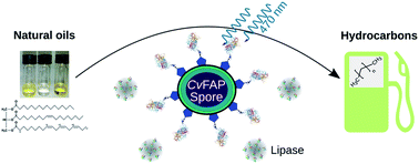 Graphical abstract: Bacillus subtilis spore surface display of photodecarboxylase for the transformation of lipids to hydrocarbons